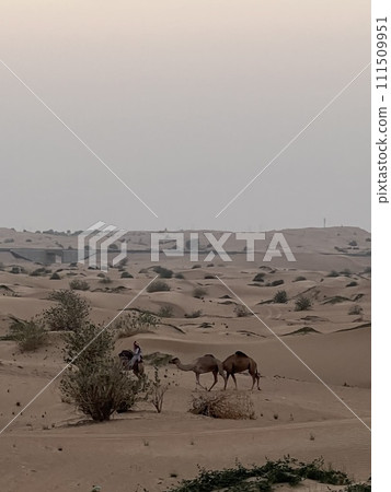 Camels walking in the desert (Dubai) 111509951