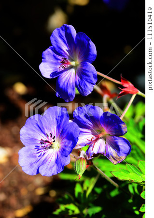 Colorful Floral Arrangement isolated Colorful Floral Arrangement isolated 111510419