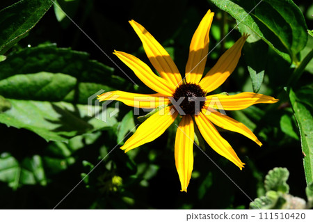Colorful Floral Arrangement isolated Colorful Floral Arrangement isolated 111510420