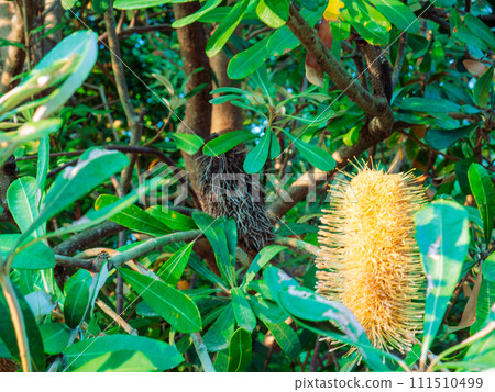 山龍眼特有的穗狀黃色花朵 111510499