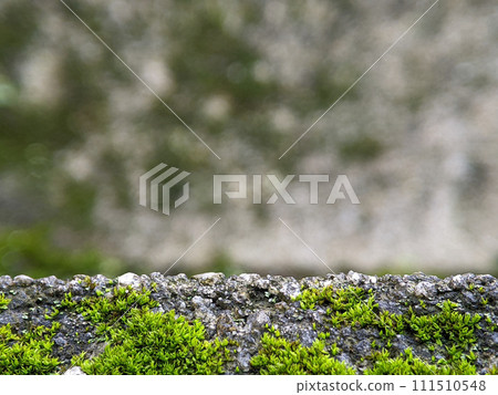 Closeup green damp woods flora moss covered rocks. Nature background blured. Closeup green damp woods flora moss covered rocks.Can be used as a space for writing, text, pictures and others. 111510548