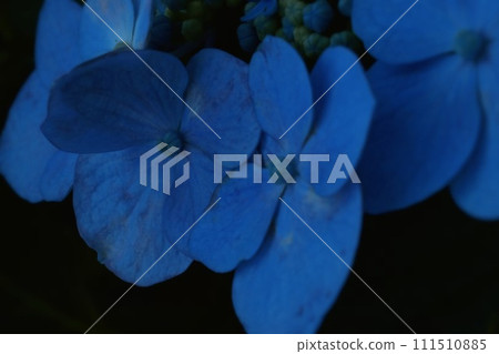 深色繡球花 深色繡球花 111510885