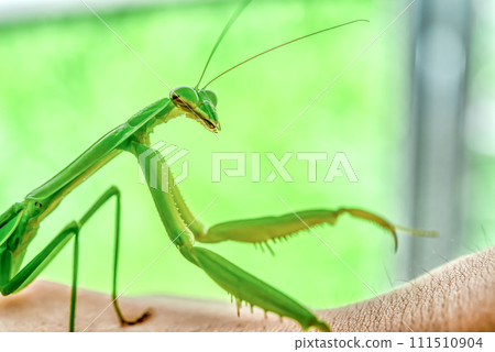 Mantis and junior high school students 111510904