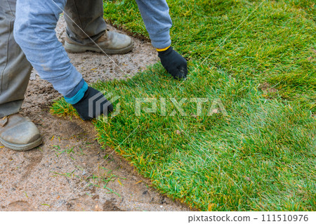 Natural grass rolls are unrolled on ground for landscaping purposes by man 111510976
