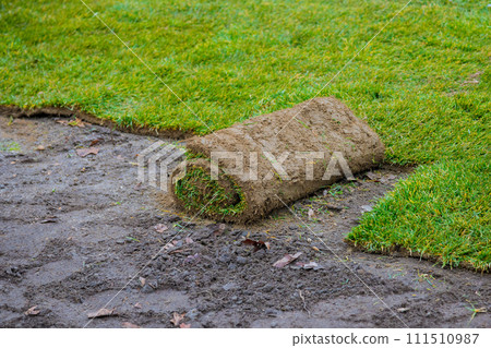 An individual unrolls rolls of turf natural grass on ground for landscaping purposes An individual unrolls rolls of turf natural grass on ground for landscaping purposes 111510987