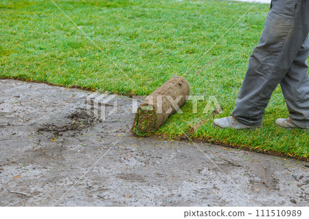 Man unrolling rolls of turf natural grass on ground for landscaping purposes Man unrolling rolls of turf natural grass on ground for landscaping purposes 111510989
