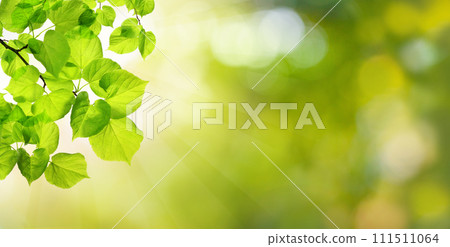 Abstract sunny bokeh light with season leaves. Green background 111511064