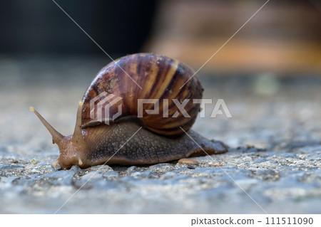 Close up of a snail with a shell.Selective focus. Close up of a snail with a shell.Selective focus. 111511090