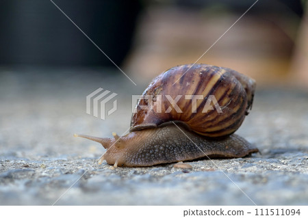 Close up of a snail with a shell.Selective focus. Close up of a snail with a shell.Selective focus. 111511094
