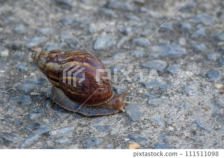 Close up of a snail with a shell.Selective focus. Close up of a snail with a shell.Selective focus. 111511098