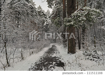 winter forest with snow winter forest with snow 111511108