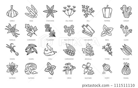 Spice, herbs and seasonings outline icons. Garlic, sage, star anise, dill head and paprika, ginger, vanilla, coriander, rosemary, black pepper and cinnamon, basil, clove, onion thin line vector icons Spice, herbs and seasonings outline icons. Garlic, sage, star anise, dill head and paprika, ginger, vanilla, coriander, rosemary, black pepper and cinnamon, basil, clove, onion thin line vector icons 111511110