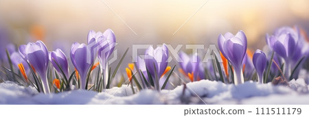 AI-generated content. crocuses flowers banner with copy space. Spring flowers banner, background 111511179