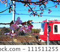 Keikyu and cherry blossoms 111511255