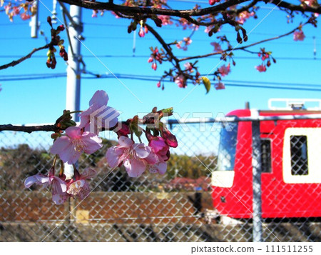 Keikyu and cherry blossoms Keikyu and cherry blossoms 111511255