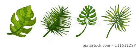 Tropical Exotic Green Leaves and Foliage Vector Set Tropical Exotic Green Leaves and Foliage Vector Set 111511257