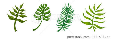 Tropical Exotic Green Leaves and Foliage Vector Set Tropical Exotic Green Leaves and Foliage Vector Set 111511258