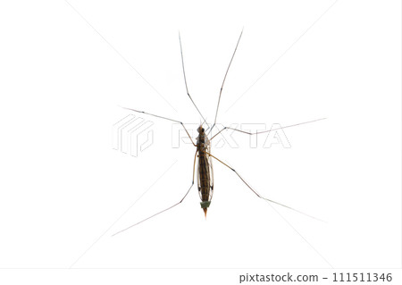 Malaria Mosquito Anopheles isolated on white background Malaria Mosquito Anopheles isolated on white background 111511346