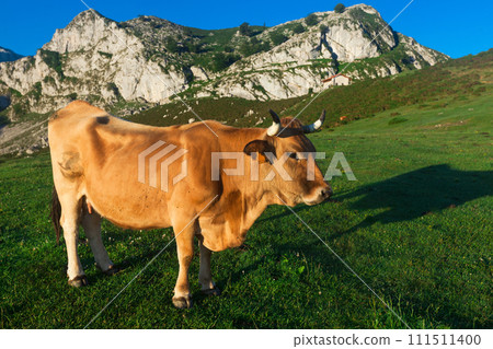 Mountain cow sits on a lawn in a national park at dawn 111511400