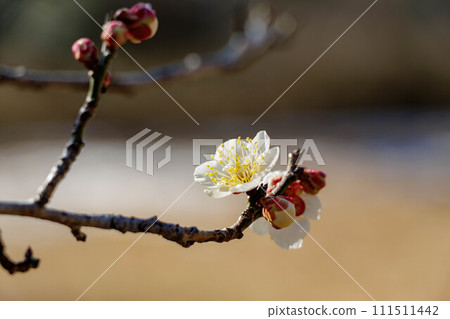 A flower of red plum blossoming spring A flower of red plum blossoming spring 111511442