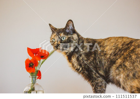 Tortoiseshell cat with green eyes is sniffing red poppies in glass vase. Feline pet. Floral springtime composition, home decor. Beauty kitty look. Tortoiseshell cat with green eyes is sniffing red poppies in glass vase. Feline pet. Floral springtime composition, home decor. Beauty kitty look. 111511537