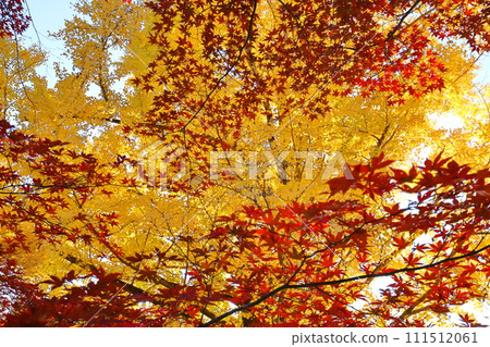 Momiji and ginkgo 111512061