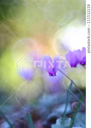 Cyclamen Cyclamen 111512216