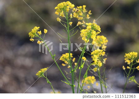 Rape blossoms Rape blossoms 111512363