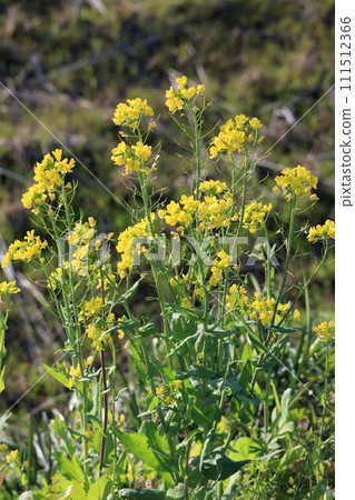 Rape blossoms 111512366