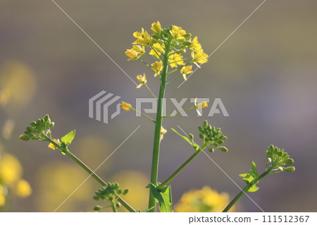 Rape blossoms 111512367