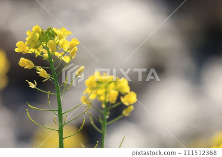 Rape blossoms 111512368