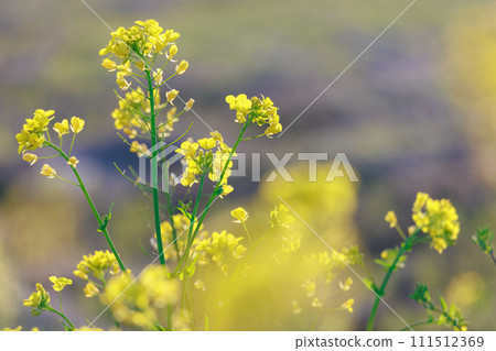 強姦開花 111512369