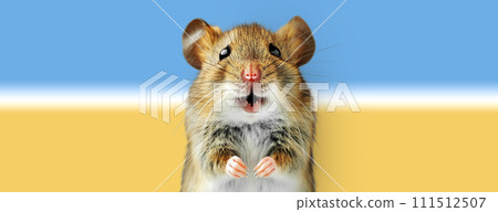 Close-up portrait of a mouse on a colored background. 111512507