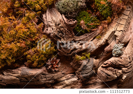 Abstract north nature scene with a composition of lichen, moss, and old snags. 111512773