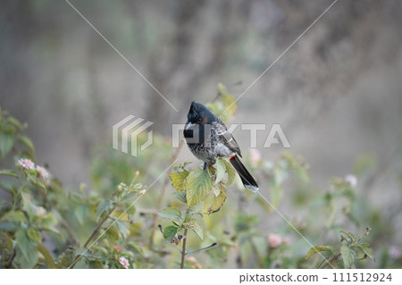 Red Vented Bulbul 111512924