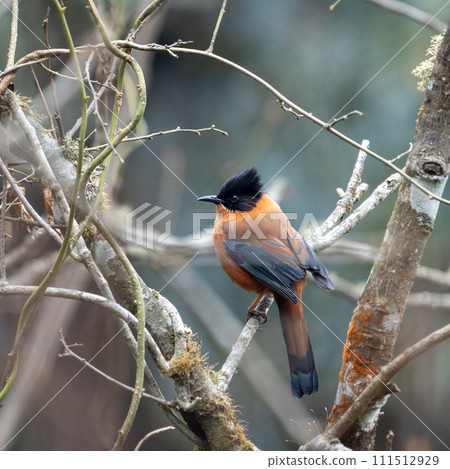Rufous Sibia Perched in a Tree Rufous Sibia Perched in a Tree 111512929