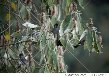 Black Bulbul Perched in a Flowering Tree Black Bulbul Perched in a Flowering Tree 111512953