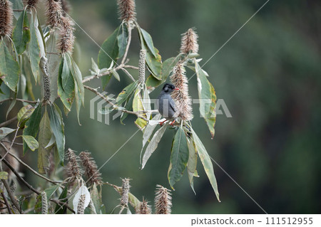 Black Bulbul Perched in a Flowering Tree 111512955