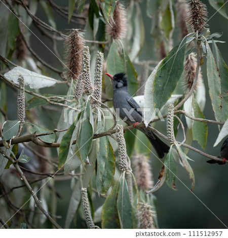 Black Bulbul Perched in a Flowering Tree Black Bulbul Perched in a Flowering Tree 111512957
