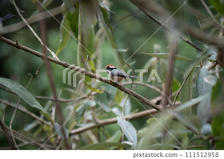 Black Throated Tit Black Throated Tit 111512958