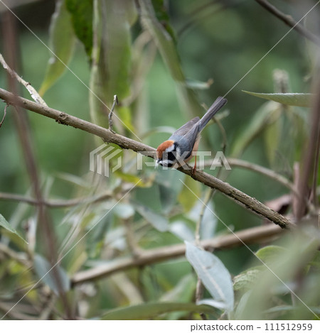Black Throated Tit Black Throated Tit 111512959