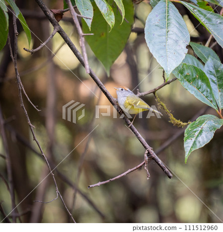 Chestnut Crowned Warbler 111512960