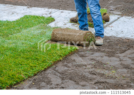 Turf is laid by man who unrolls it on ground for landscaping purposes Turf is laid by man who unrolls it on ground for landscaping purposes 111513045