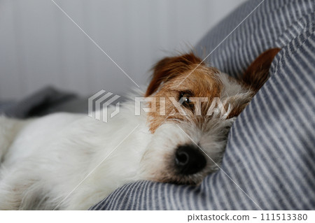Hairy jack russell terrier on the bed 111513380