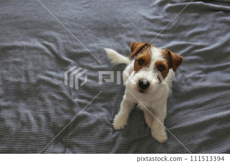 Hairy jack russell terrier on the bed Hairy jack russell terrier on the bed 111513394