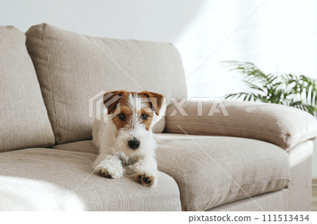 Hairy Jack Russell Terrier at home. Hairy Jack Russell Terrier at home. 111513434