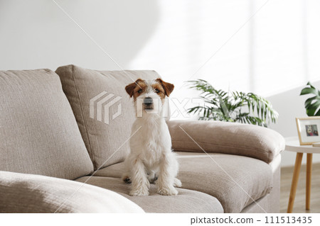 Hairy Jack Russell Terrier at home. 111513435