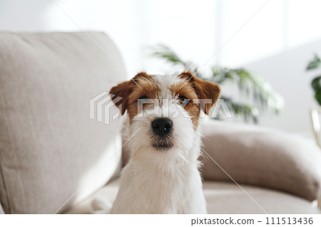Hairy Jack Russell Terrier at home. 111513436