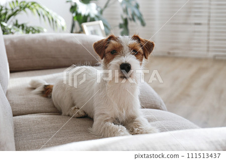 Hairy Jack Russell Terrier at home. Hairy Jack Russell Terrier at home. 111513437