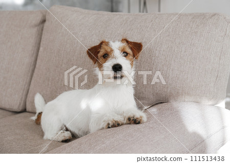 Hairy Jack Russell Terrier at home. 111513438